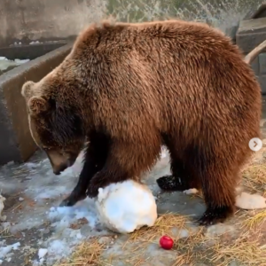Railroad bears move to Holland