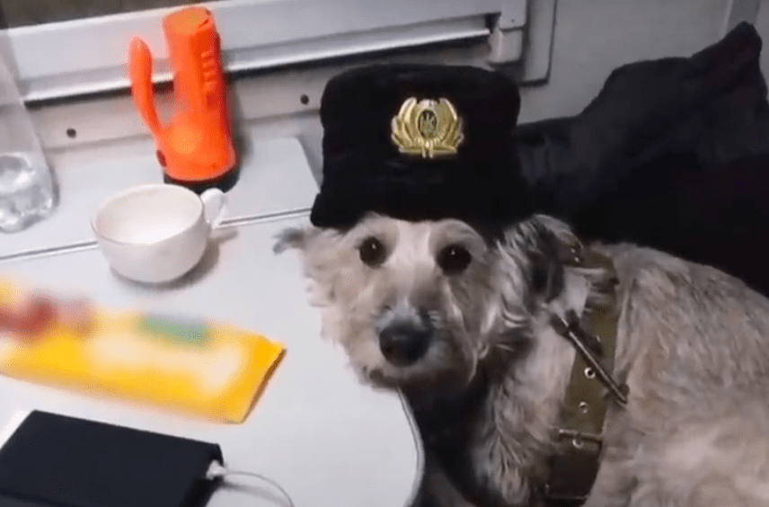 четырехлапая проводница