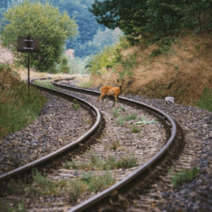 wildlife on railway tracks