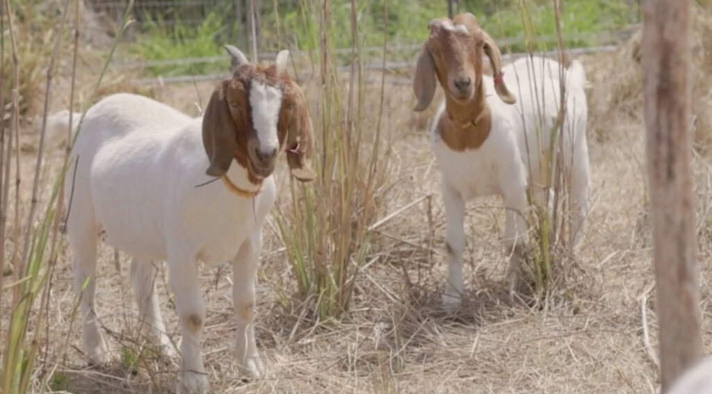 Queensland Rail's Green Initiative