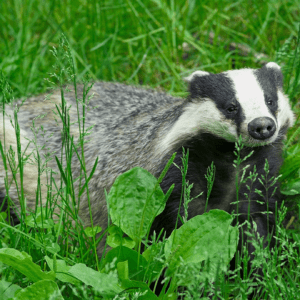 German Railways vs. Badgers
