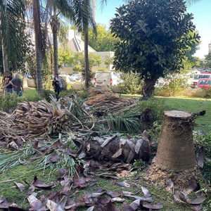 Израильская железнодорожная компания высадит 35 000 деревьев