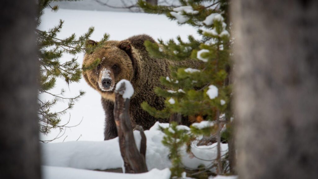 The U.S. Fish & Wildlife Service approved BNSF Railway’s conservation plan for grizzly bears in Montana. The U.S. Fish & Wildlife Service approved BNSF Railway’s conservation plan for grizzly bears in Montana.