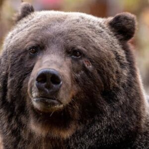 Grizzly bears have died in Banff National Park after separate train accidents, which conservationists say is a serious threat to the future of the region’s grizzly bears.