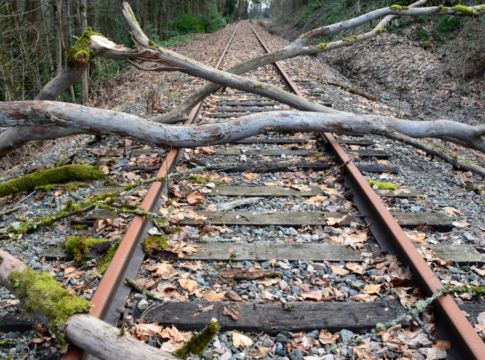 TPE has urged passengers not to travel after a fallen tree blocked the West Coast Mainline between Carlisle and Scotland early on Monday, June 30 TPE has urged passengers not to travel after a fallen tree blocked the West Coast Mainline between Carlisle and Scotland early on Monday, June 30