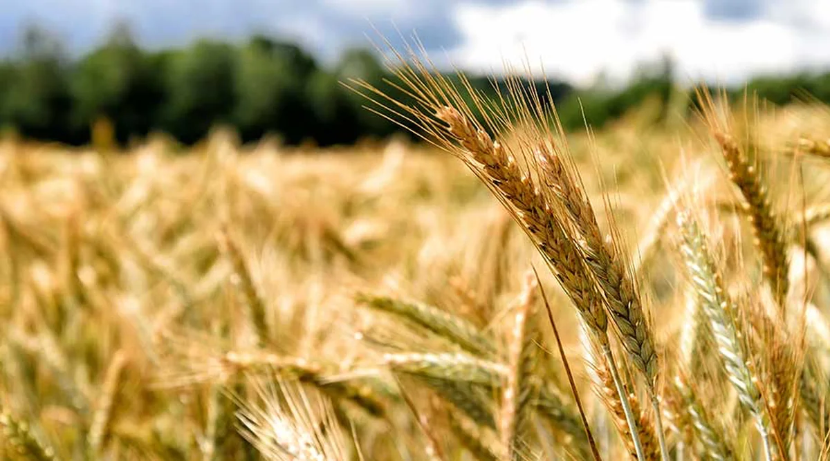 Grain Volumes Surge to Historic Highs for CN and CPKC