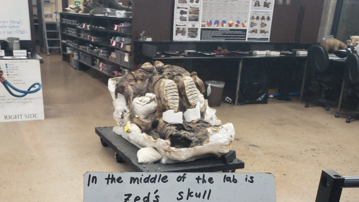  Zed, a Columbian mammoth skull in the paleontology lab at the La Brea Tar Pits, Los Angeles
