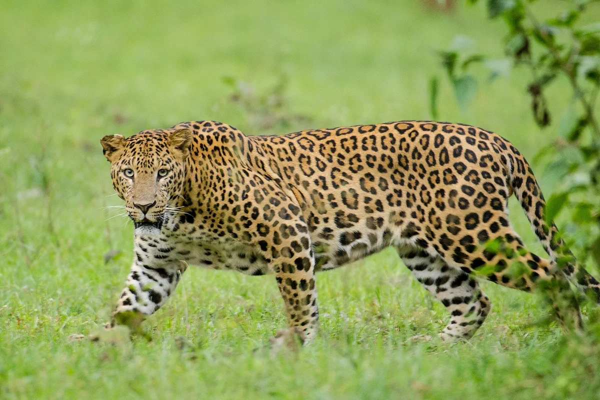 Indian leopard in Nagarhole National Park
